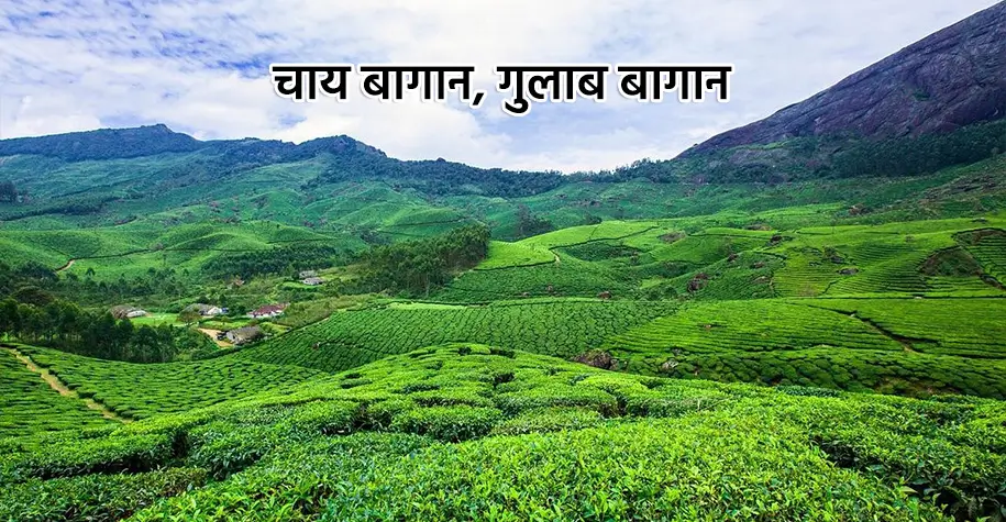 chai bugan gulab bugan